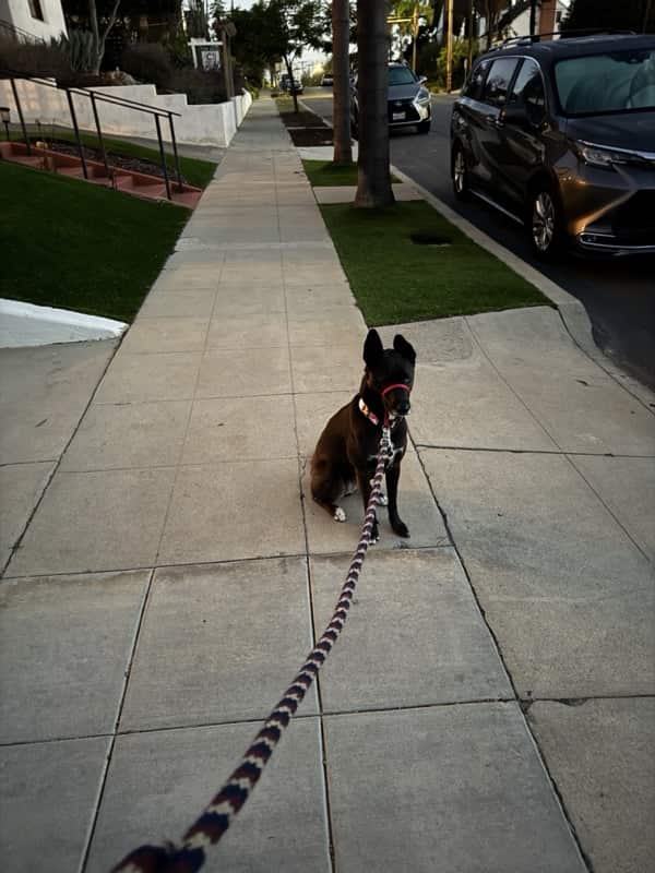 A picture of a black dog named Bowie sitting, taken on October 23 2025 at 6:31 am